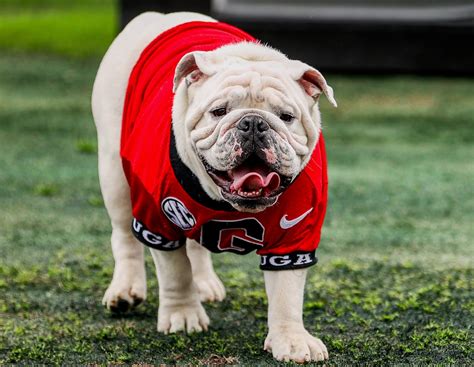 UGA 